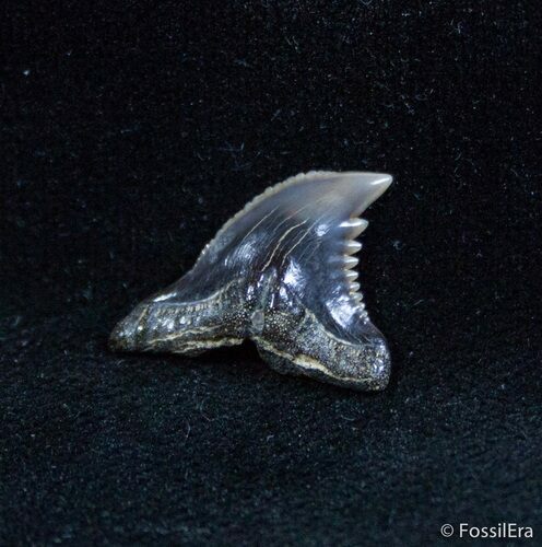 Hemipristis Curvatus Fossil Shark Tooth #1425